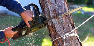 How Our Tree Care Process Works  in  Millville, DE