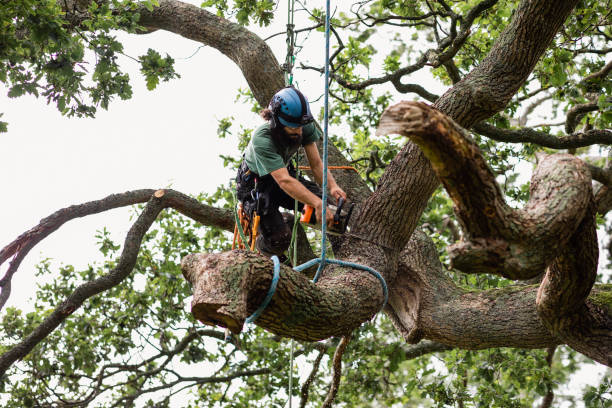 Millville, DE Tree Care Company