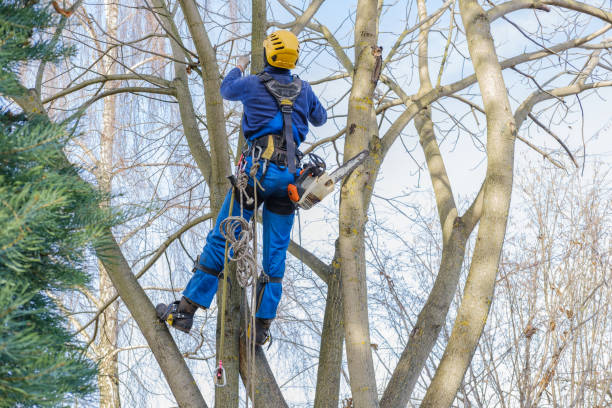 Best Tree Cabling and Bracing  in Millville, DE