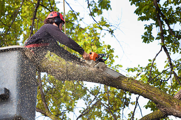 Best Storm Damage Tree Cleanup  in Millville, DE